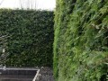 方里植物墙