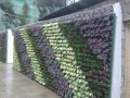延安植物墙 (2)
